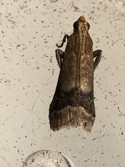 Eulogia ochrifrontella