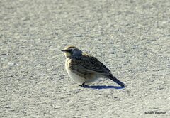Eremophila alpestris