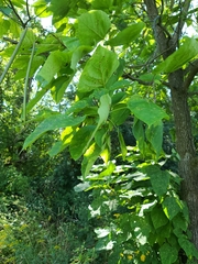 Catalpa speciosa