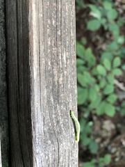 Erannis tiliaria
