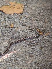 Lampropeltis triangulum