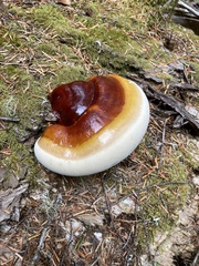 Ganoderma