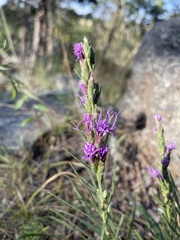 Liatris punctata