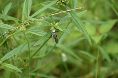 Campsomerinae