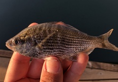 Cymatogaster aggregata