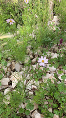 Cosmos parviflorus
