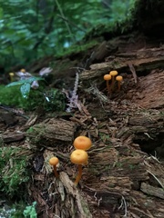 Gloioxanthomyces nitidus