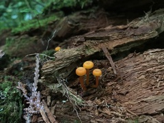 Gloioxanthomyces nitidus