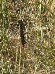 Hyles euphorbiae