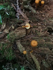 Gloioxanthomyces nitidus