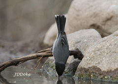 Microspingus melanoleucus
