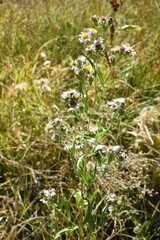 Symphyotrichum bracteolatum