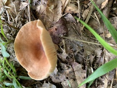 Lactifluus hygrophoroides