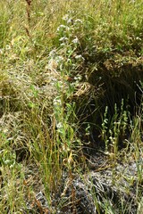 Symphyotrichum bracteolatum