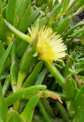 Carpobrotus edulis