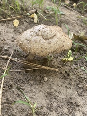 Chlorophyllum brunneum