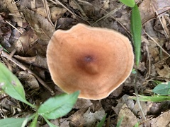 Lactifluus hygrophoroides