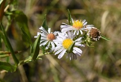 Symphyotrichum bracteolatum