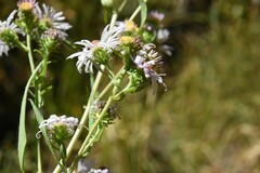 Symphyotrichum bracteolatum