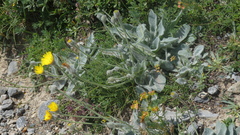 Hieracium tomentosum