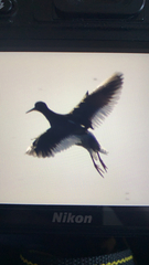Charadriiformes