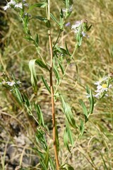 Symphyotrichum bracteolatum