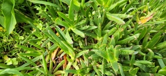 Carpobrotus edulis