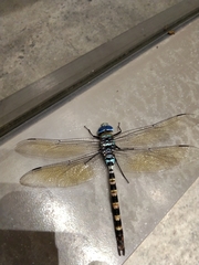 Anax immaculifrons