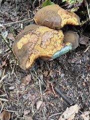Neoboletus luridiformis