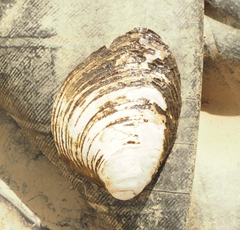 Pleurobema