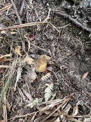 Neoboletus luridiformis