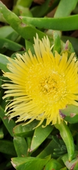 Carpobrotus edulis