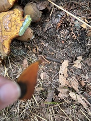 Neoboletus luridiformis