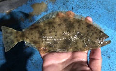 Paralichthys californicus