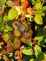 Gomphocerus sibiricus