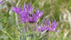 Centaurea uniflora