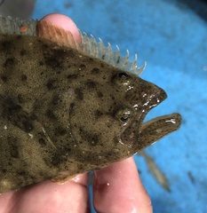 Paralichthys californicus