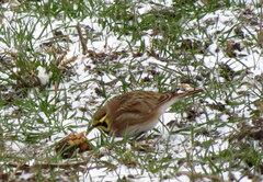 Eremophila alpestris