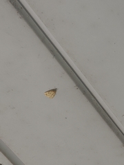 Cenopis reticulatana