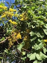 Solidago