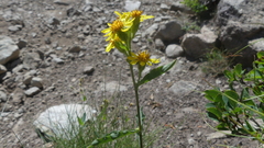 Solidago virgaurea