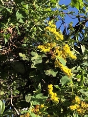 Solidago
