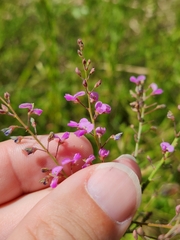 Desmodium ciliare