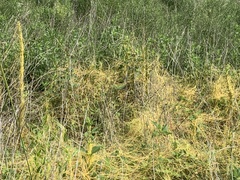 Cuscuta campestris
