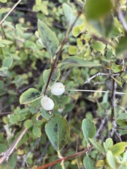 Symphoricarpos occidentalis