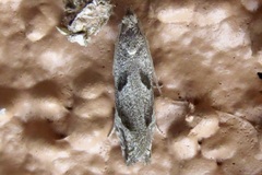 Pelochrista corosana
