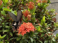 Papilio thaiwanus