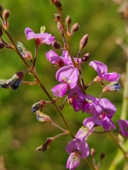 Desmodium ciliare