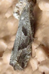Pelochrista corosana