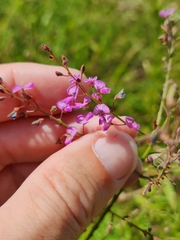 Desmodium ciliare